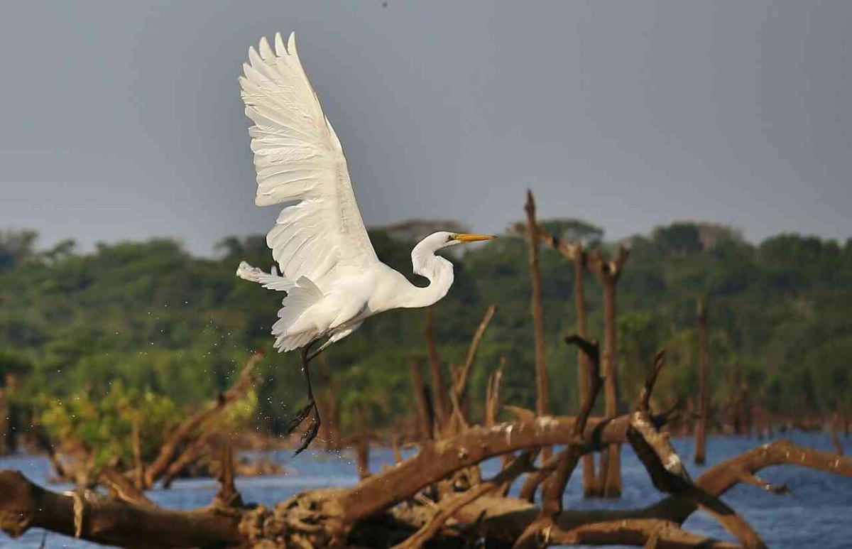 TURISMO: Conheça a comunidade do Lago do Cuniã, na zona rural de Porto Velho