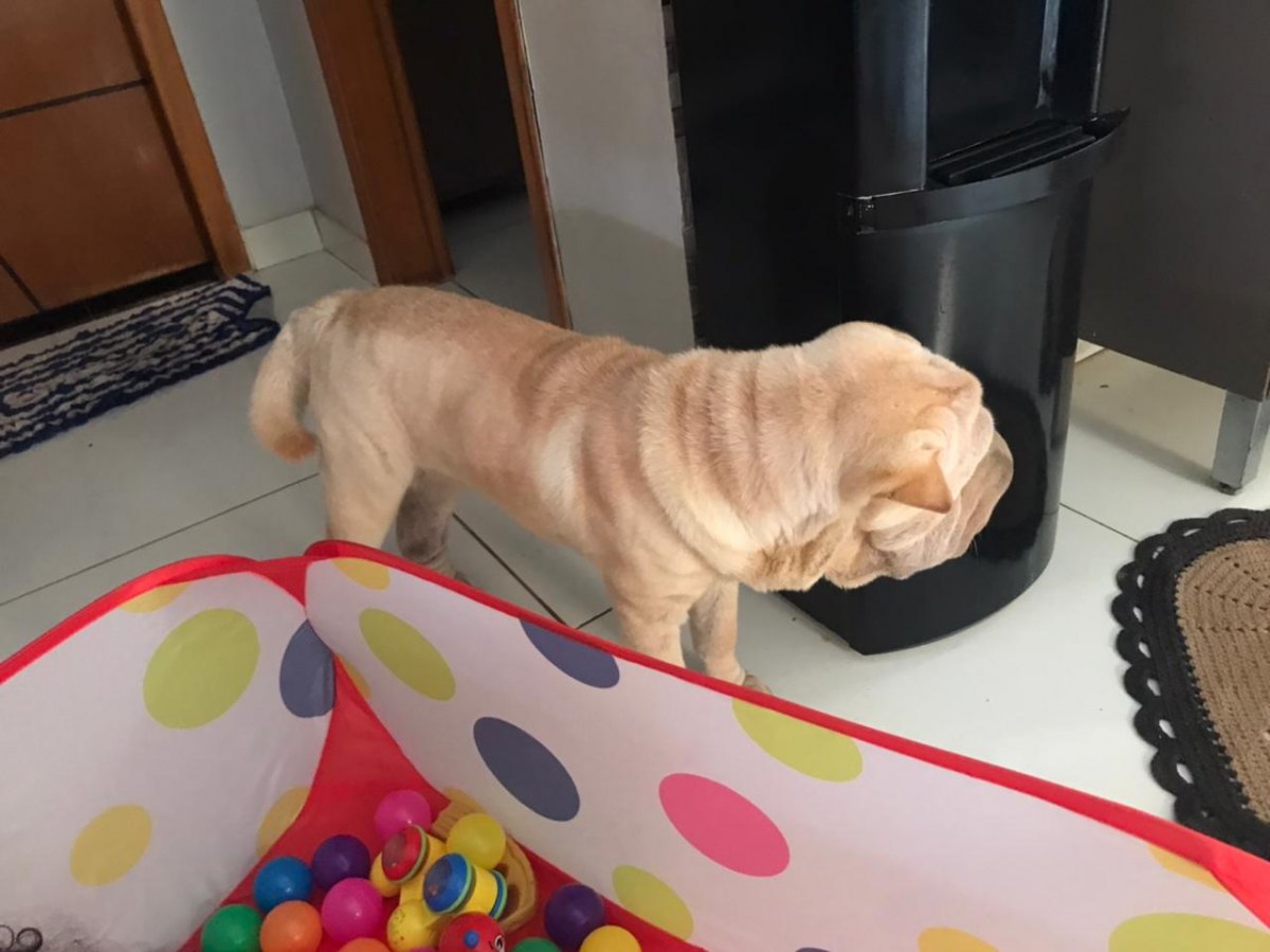 PROCURA-SE: Tutor pede ajuda para encontrar cadela sharpei desaparecida na capital