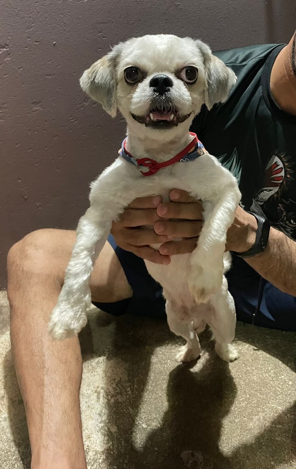 BAIRRO SOCIALISTA: Shih-tzu perdido busca família