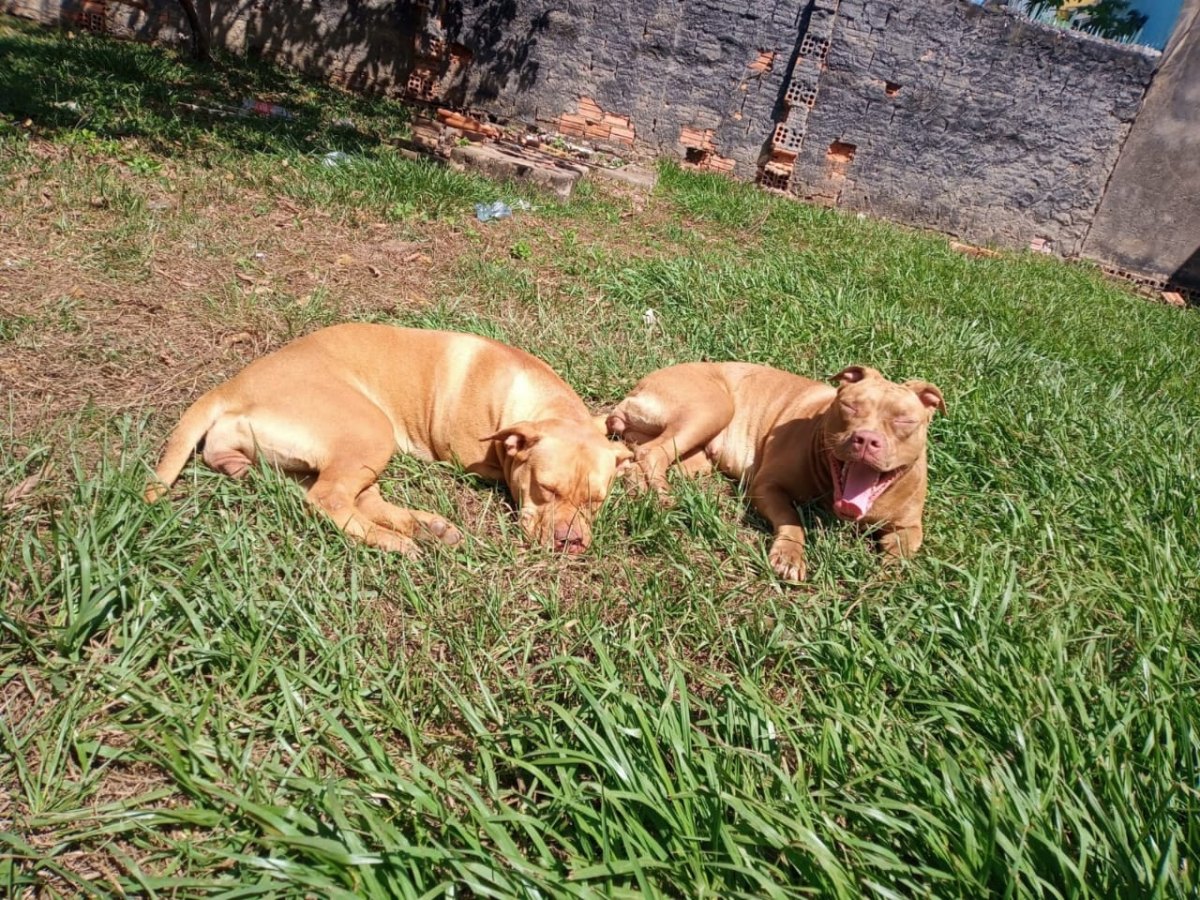 Cadelas da raça PitBull desaparecem e dono oferece recompensa para quem encontrá-las