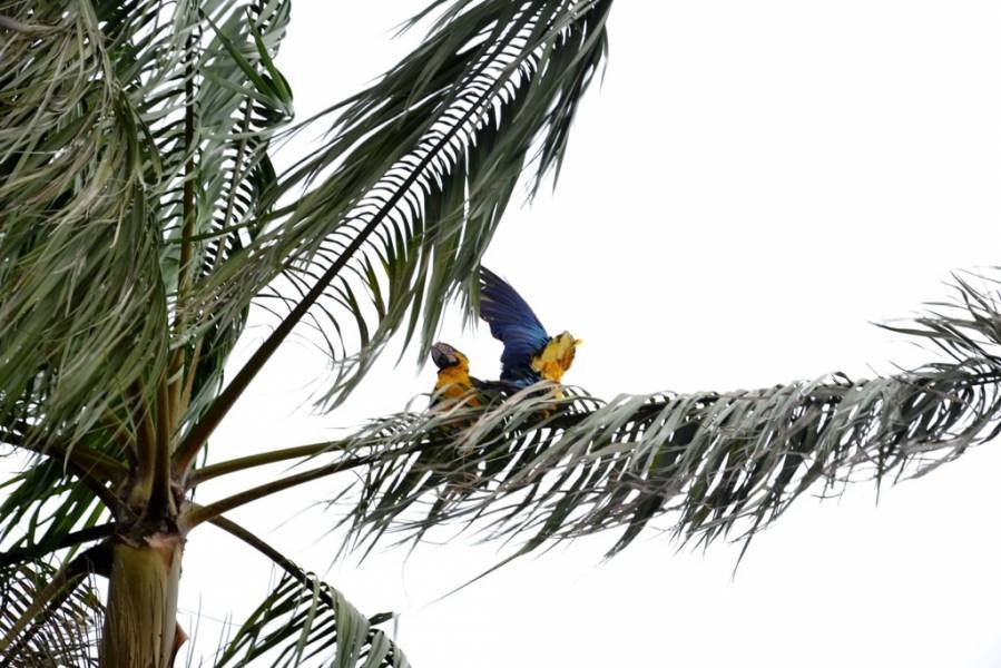 JUNTINHOS: Casal de araras é flagrado trocando carícias e chama atenção dos moradores