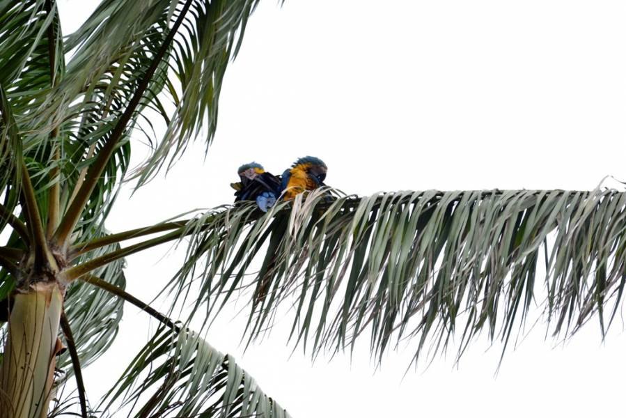 JUNTINHOS: Casal de araras é flagrado trocando carícias e chama atenção dos moradores