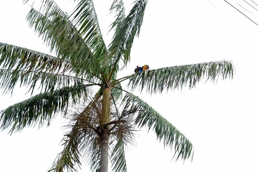 JUNTINHOS: Casal de araras é flagrado trocando carícias e chama atenção dos moradores