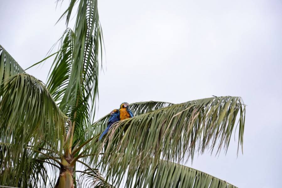 JUNTINHOS: Casal de araras é flagrado trocando carícias e chama atenção dos moradores