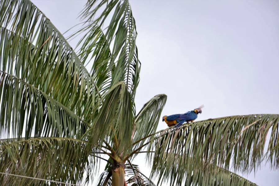 JUNTINHOS: Casal de araras é flagrado trocando carícias e chama atenção dos moradores