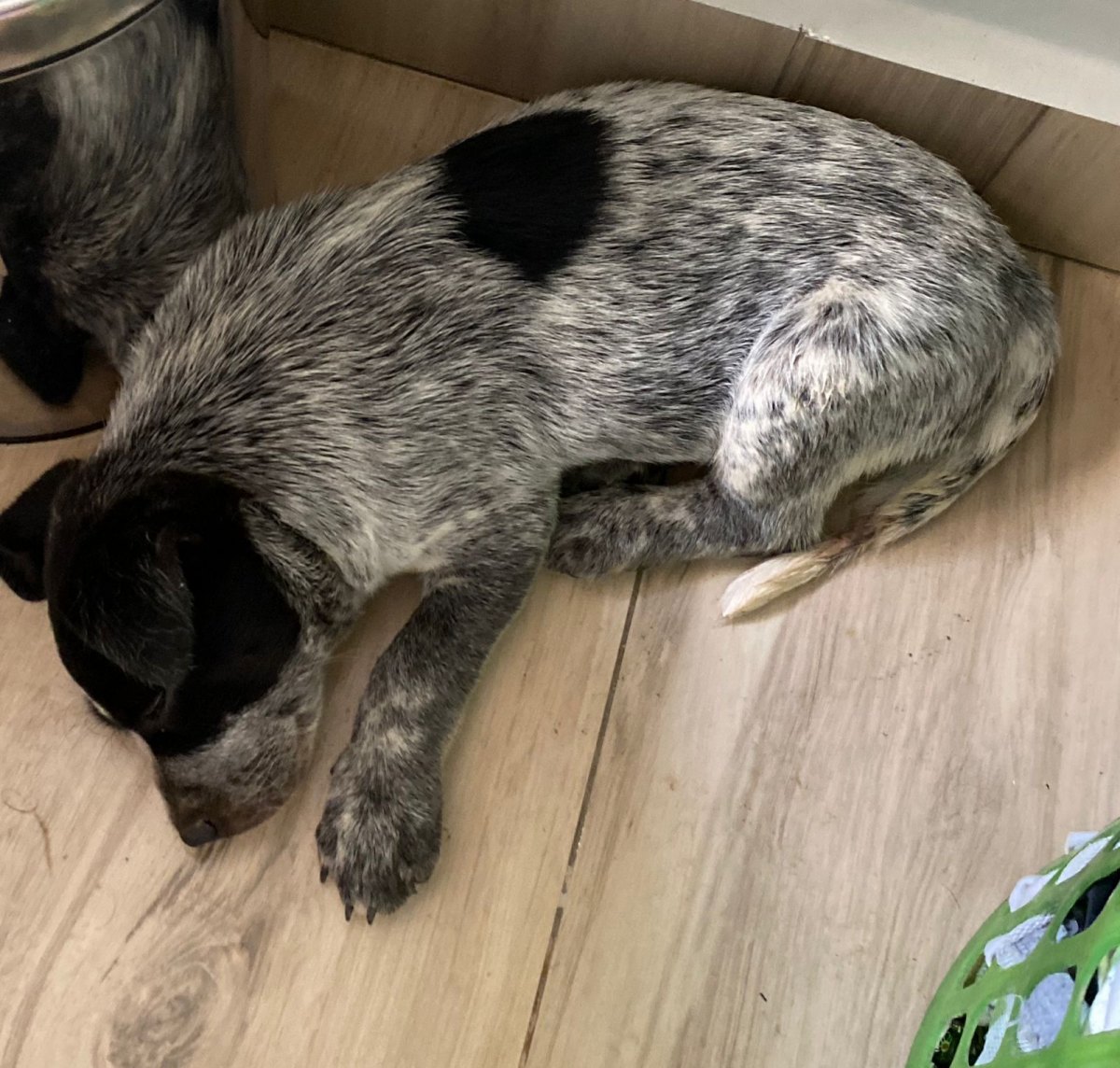 VOCÊ VIU?: Cachorro Pitoco desaparece no bairro Socialista, em PVH