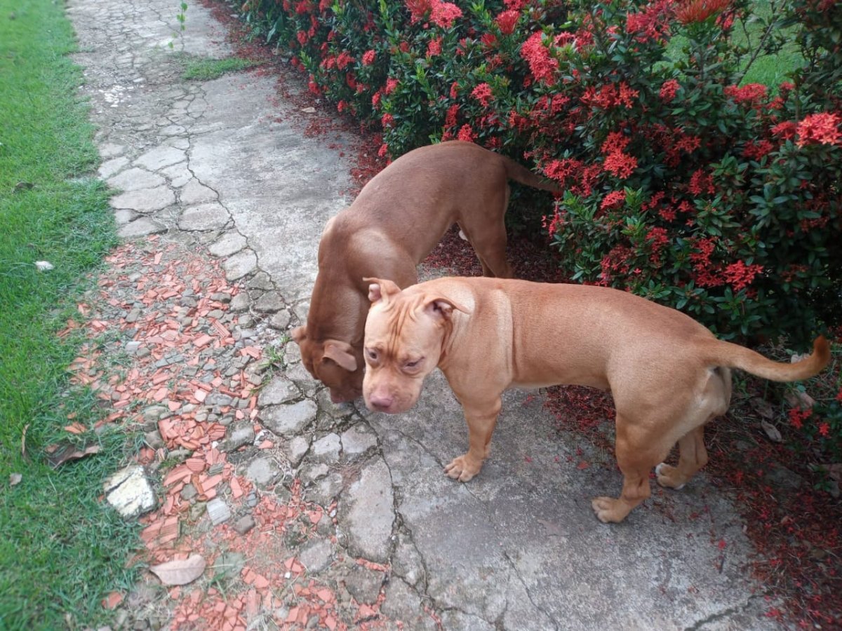 Cadelas da raça PitBull desaparecem e dono oferece recompensa para quem encontrá-las