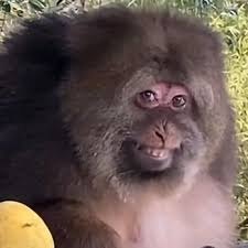 MACACADA: Xing-xing, a macaca influencer