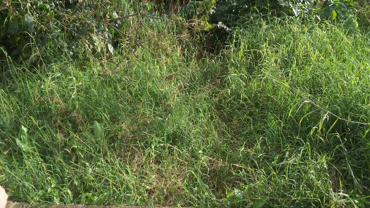 NO MATAGAL: Jovem é abusada por dois criminosos enquanto procurava o namorado 