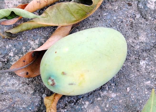 TIRO: Homem é baleado enquanto colhia manga em Porto Velho 