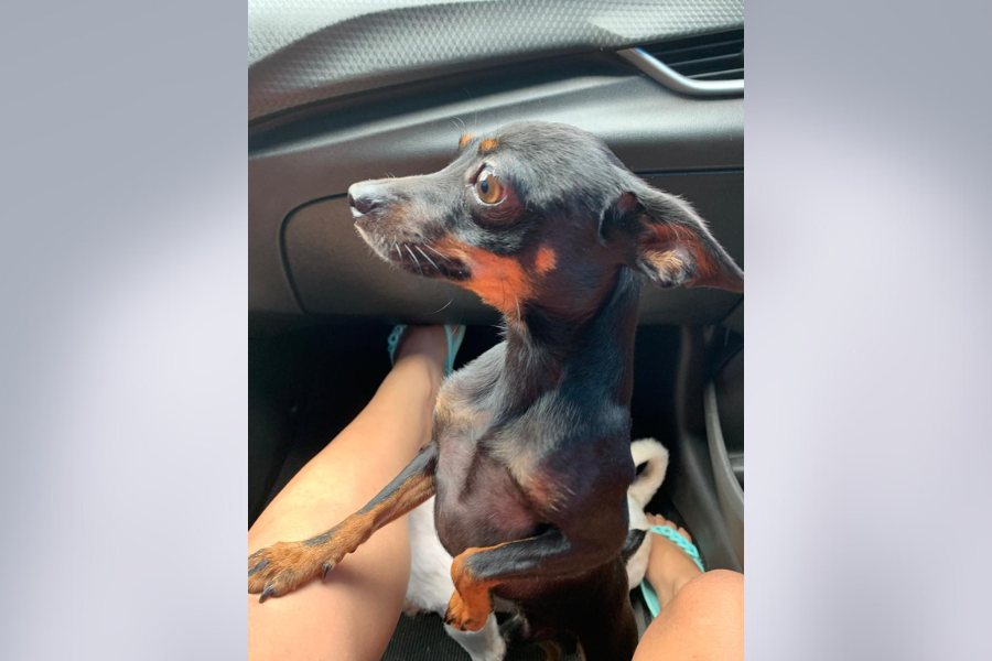 PINSCHER: Encontrado o cão ‘Cleitinho’ que havia desaparecido na capital