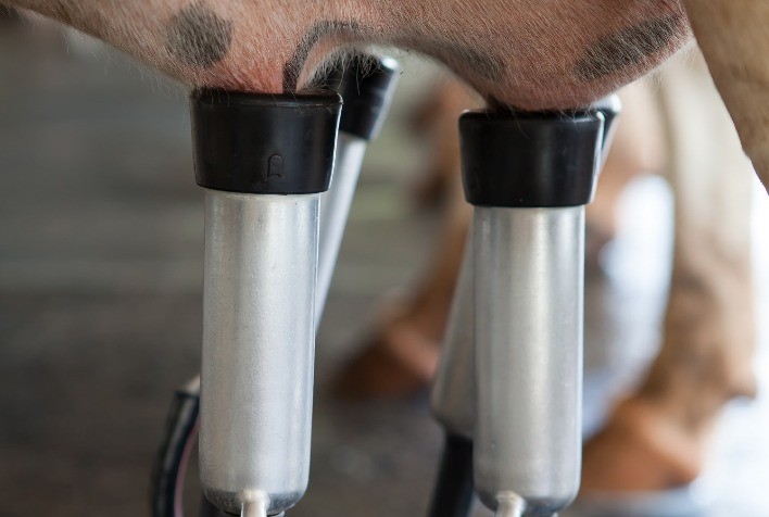 BOVINOS: Mastite é traiçoeira e tem que ser tratada com muito cuidado