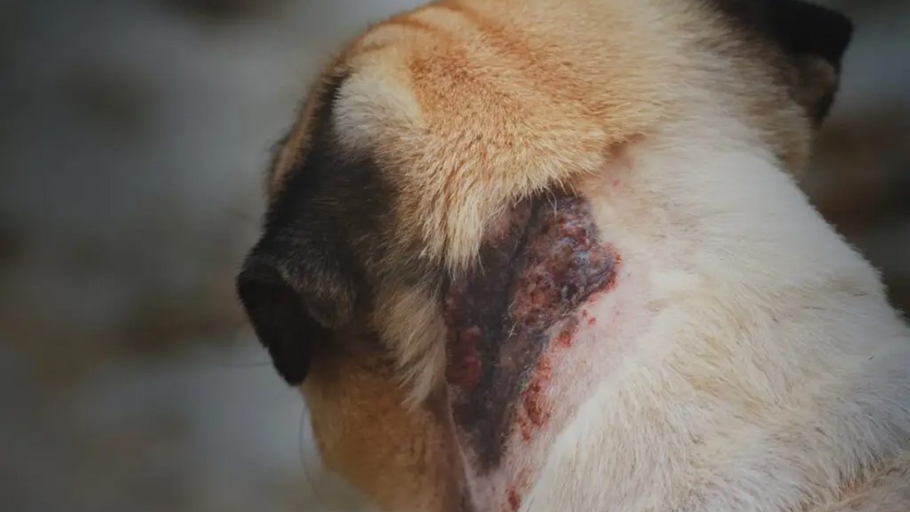 ALERTA IMPORTANTE: Confirmado o primeiro caso de Leishmaniose Canina em Porto Velho 