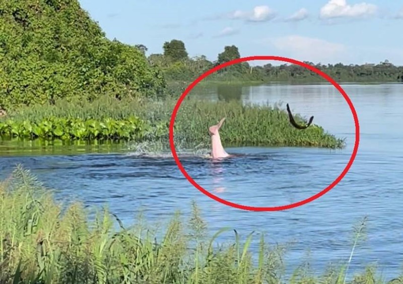 RIO GUAPORÉ: Luta entre peixe elétrico e boto é filmada e vídeo viraliza
