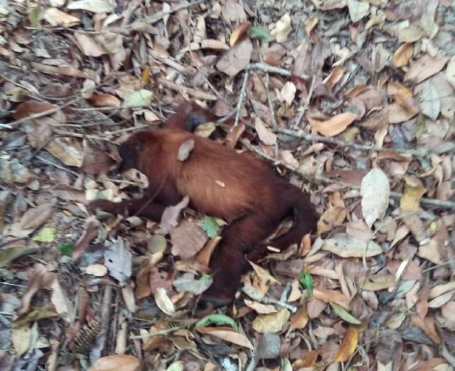 MISTÉRIO: Macacos são achados mortos e população fica apreensiva