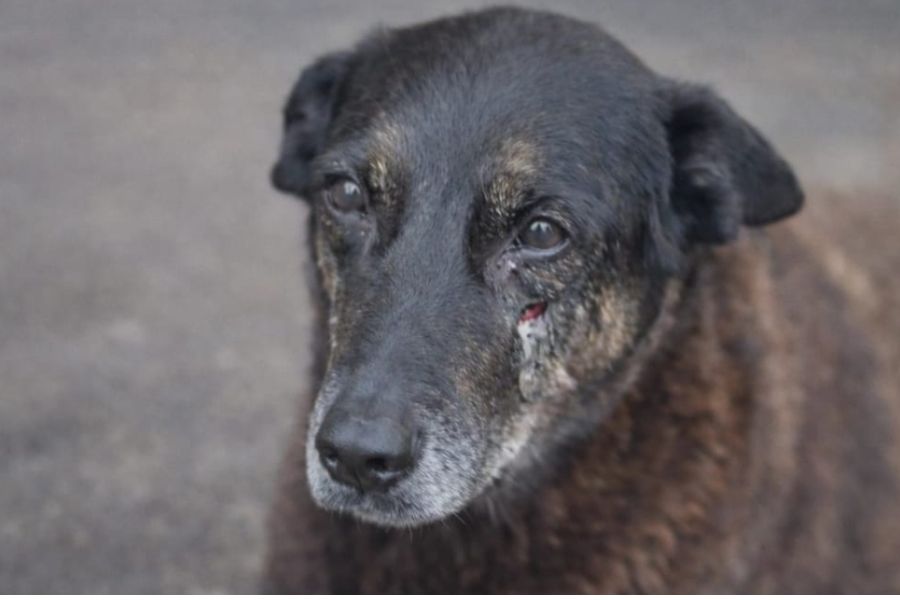 ALERTA: Moradores denunciam maus-tratos a animais em PVH