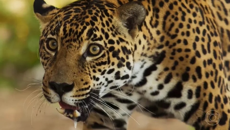 NOVELAS: Confira o resumo dos capítulos desta quarta-feira (21)