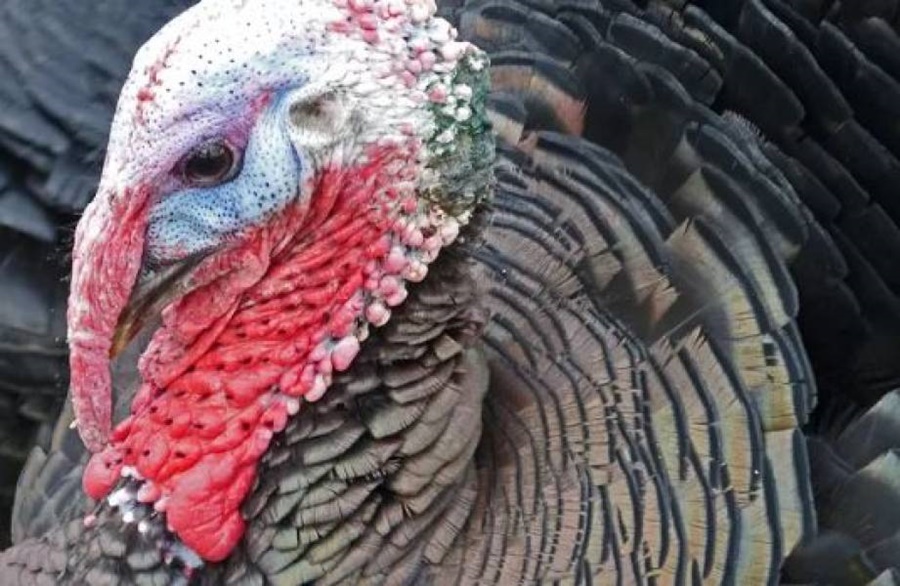 FILMADO: Mulher é furtada após deixar peru pendurado