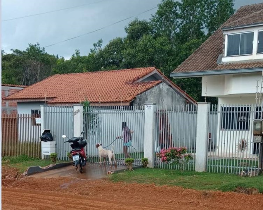 PERIGO: Pit bull é baleado após atacar outros cães e ameaçar crianças em Vilhena