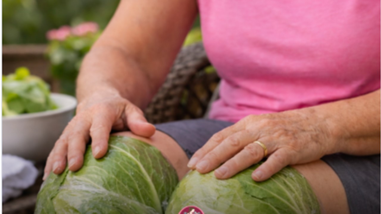 SEMPRE MACIO: Embrulhar repolho fresco nos joelhos reduz a dor e a rigidez 