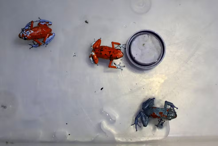 TRÁFICO: Brasileira é presa com 130 sapos venenosos em aeroporto na Colômbia