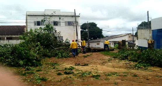 VEREADOR: Árvores da avenida Calama são podadas a pedido do vereador Junior Queiroz