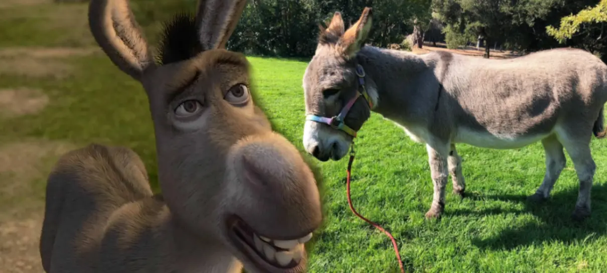 DOAÇÕES: Burro do Shrek está na UTI e precisa de ajuda