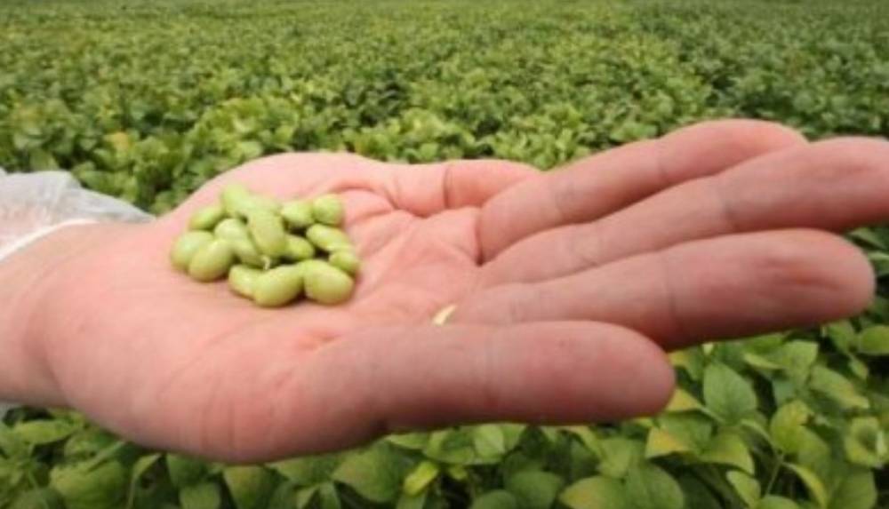 PATENTE: Decisão judicial contra gigante do agro pode favorecer sojicultores de RO