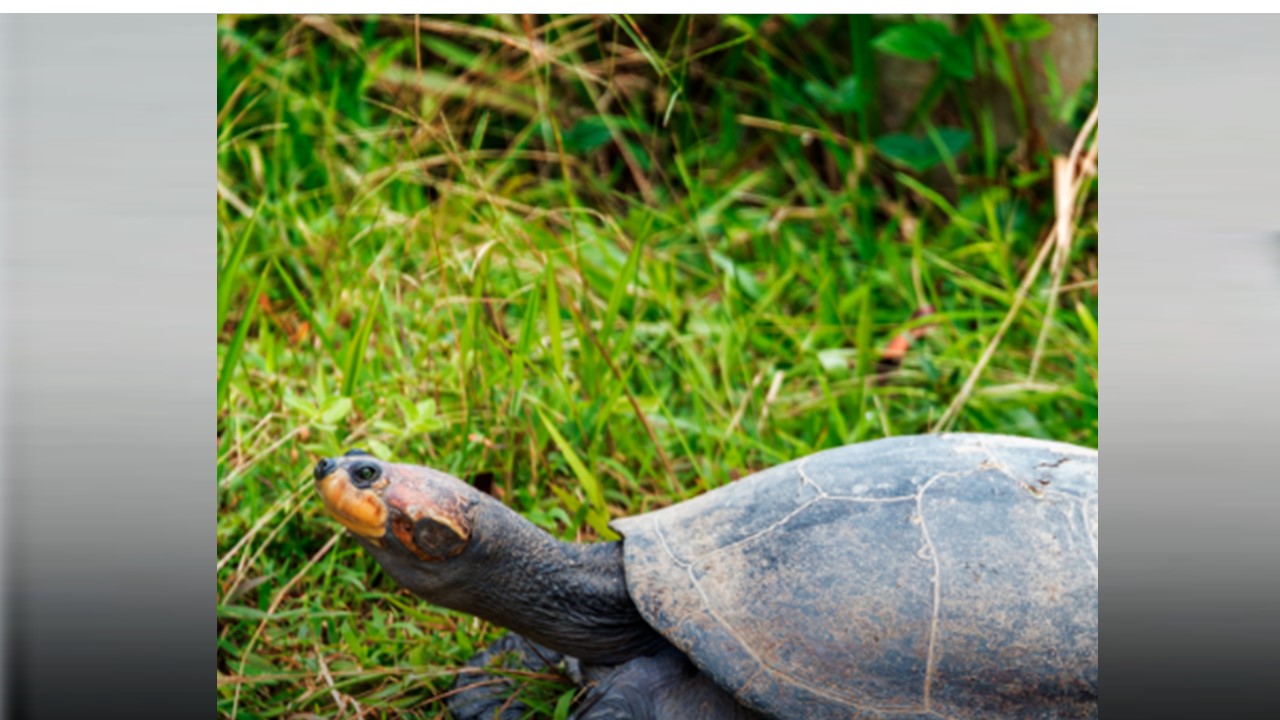 TRANSPORTE INADEQUADO: Ibama é condenado a indenizar pela morte 1.480 tartarugas da Amazônia