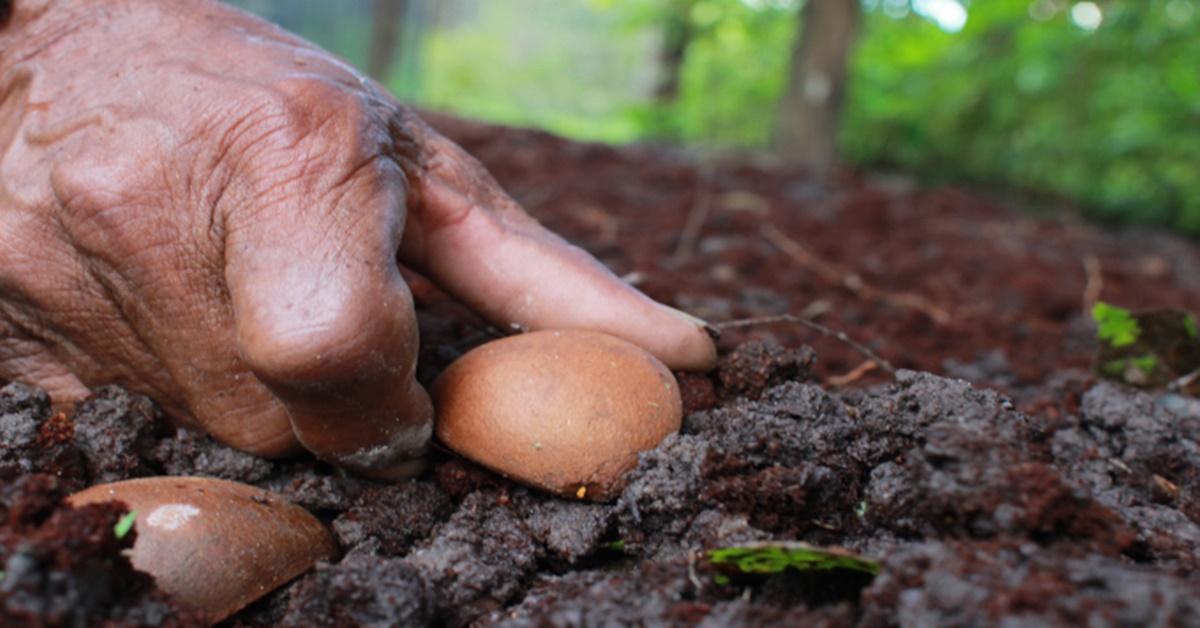 PLANTAS: Série sobre germinação de espécies amazônicas tem novidades