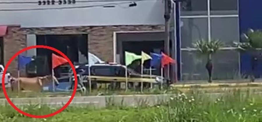 ASSISTA: Vídeo mostra viatura rebocando cavalo em avenida movimentada de Vilhena