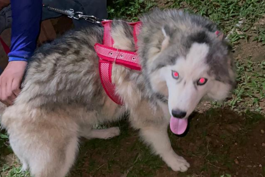 PROCURA-SE: Husky siberiana desaparecida na zona Sul da capital