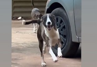 R$ 500 DE RECOMPENSA: Tutora procura por cão ‘Pirulito’ desaparecido em Porto Velho