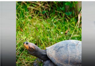 TRANSPORTE INADEQUADO: Ibama é condenado a indenizar pela morte 1.480 tartarugas da Amazônia