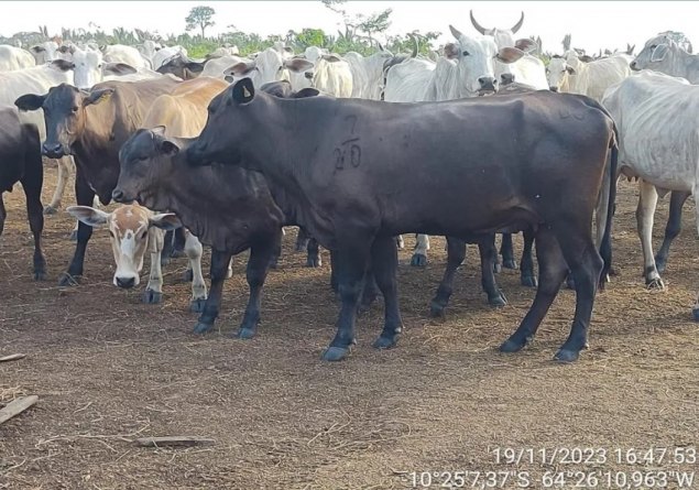 POR 10 ANOS: Justiça condena fazendeiro por usar parque estadual como pasto para gado