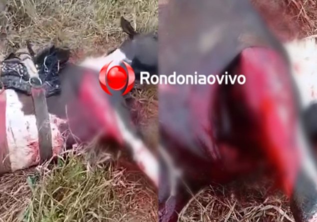 VÍDEO: Caseiro pode não ter sido atacado por onça, dizem especialistas