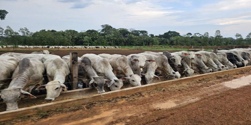 EQUILÍBRIO DE MERCADO: Decreto reduz ICMS e busca ampliar competitividade da pecuária de RO