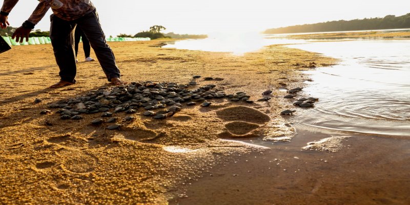 QUELÔNIOS: Projeto apoiado pela Energisa prevê a soltura de mais de 2 milhões de filhotes