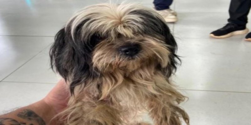 É SUA?: Cadelinha é encontrada no bairro Cascalheira e procura dono