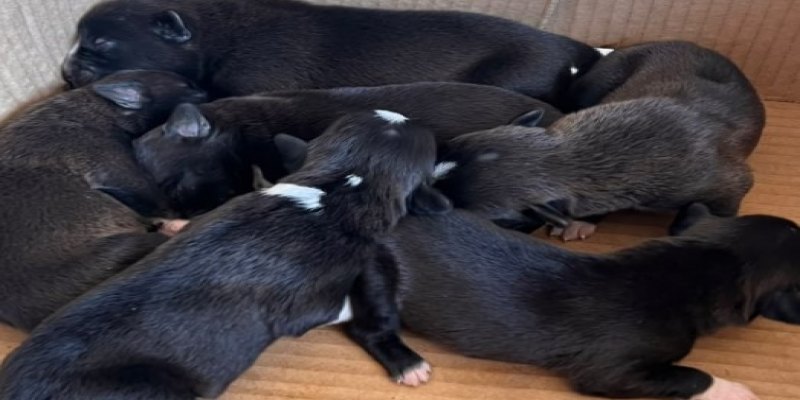 PROTEÇÃO ANIMAL: Seis filhotes recém-nascidos são abandonados em caixa em frente a loja em Pvh