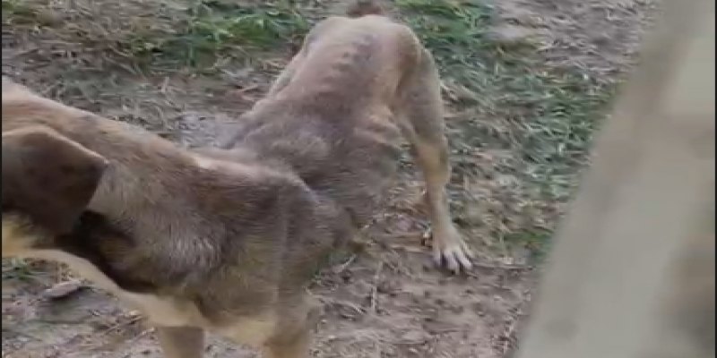 SUSPEITA: Cachorro é mantido trancado e estaria há dias sem comida e água em PVH 