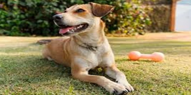 JULHO DOURADO: Lei garante atenção à saúde animal e à prevenção de zoonoses