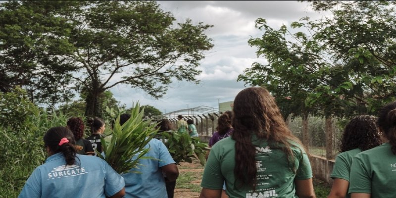 ECOSSISTEMA: 'Vou estudar debaixo da árvore que plantei', diz criança sobre plantio de mudas