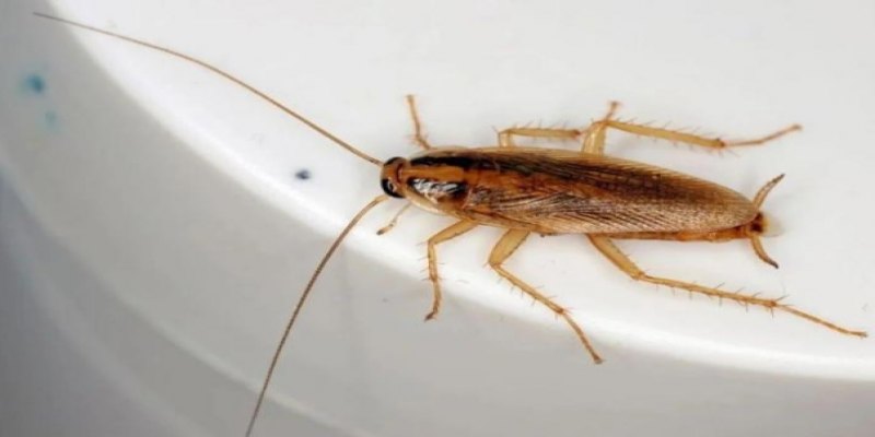 A CIÊNCIA EXPLICA: O que indica a presença de baratas com frequência na sua casa?