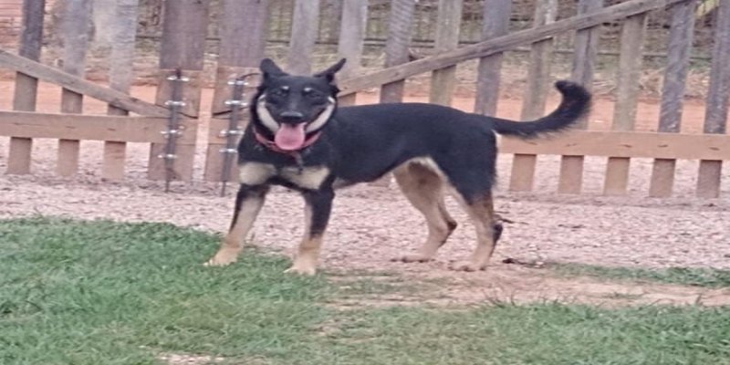 PROCURA-SE: Família oferece R$ 200 de recompensa por cachorra desaparecida em PVH