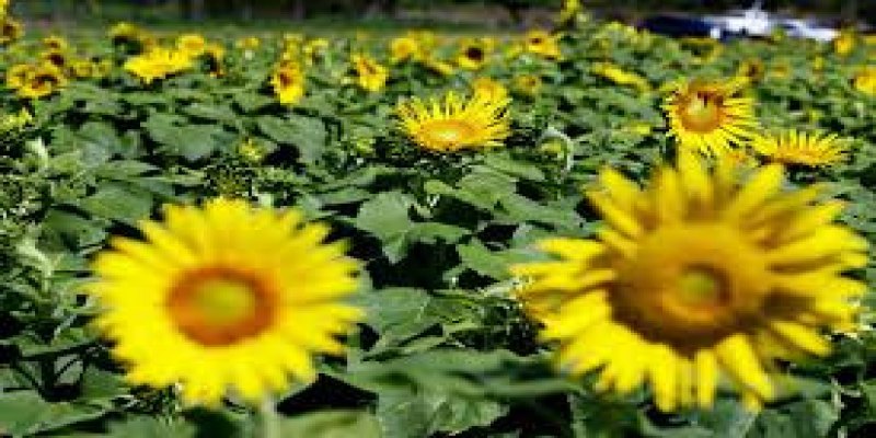 VIROU SÍMBOLO: Plantação de girassóis vira atração na Rondônia Rural Show em Ji-Paraná
