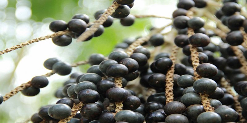 BIOTECNOLOGIA: Cientistas da Amazônia sequenciam genoma do açaí para melhorar produção