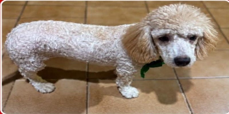 É SUA?: Cachorrinha é encontrada no bairro Aponiã, em PVH