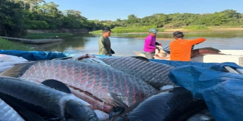PIRARUCU: Manejo de peixe invasor gera renda para extrativistas de Rondônia