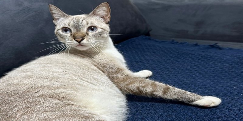 RECOMPENSA DE R$ 1 MIL: Tutora procura por gatinha ‘Mia’ desaparecida no Socialista